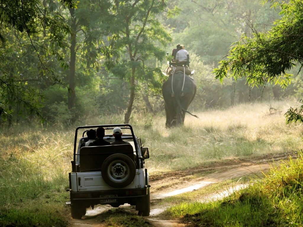 jungle_safari_banner-min